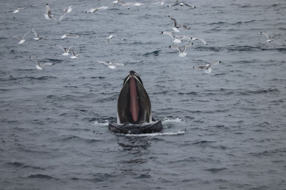 Reykjavik: Best Value Whale Watching Boat Tour - Key Points