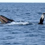 reykjavik half day whales and puffins cruise combo tour Reykjavik: Half-Day Whales and Puffins Cruise Combo Tour