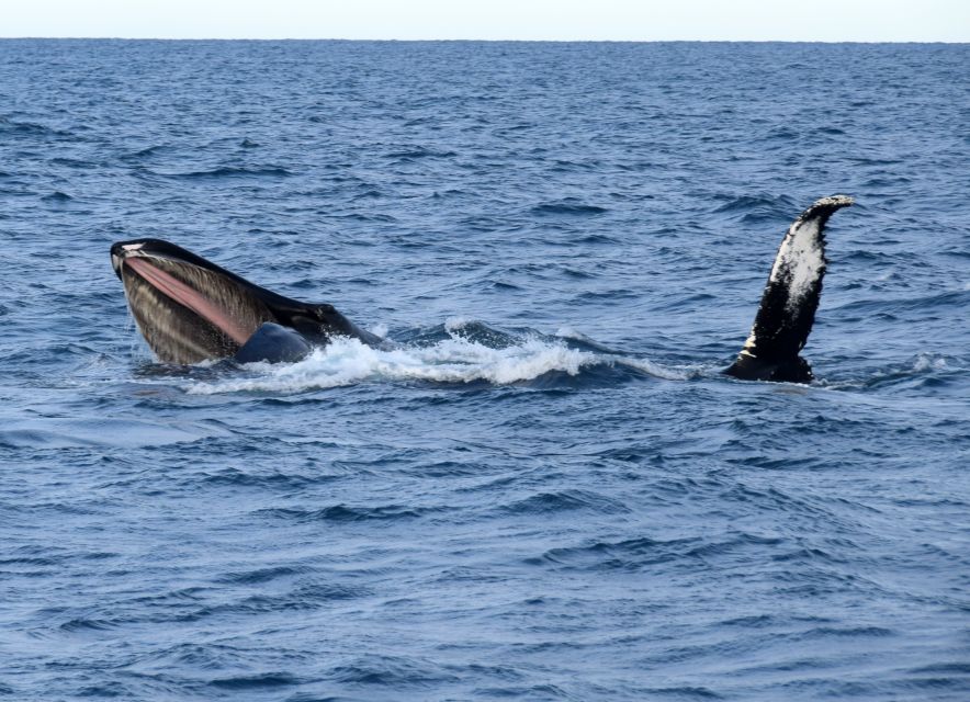 reykjavik half day whales and puffins cruise combo tour Reykjavik: Half-Day Whales and Puffins Cruise Combo Tour