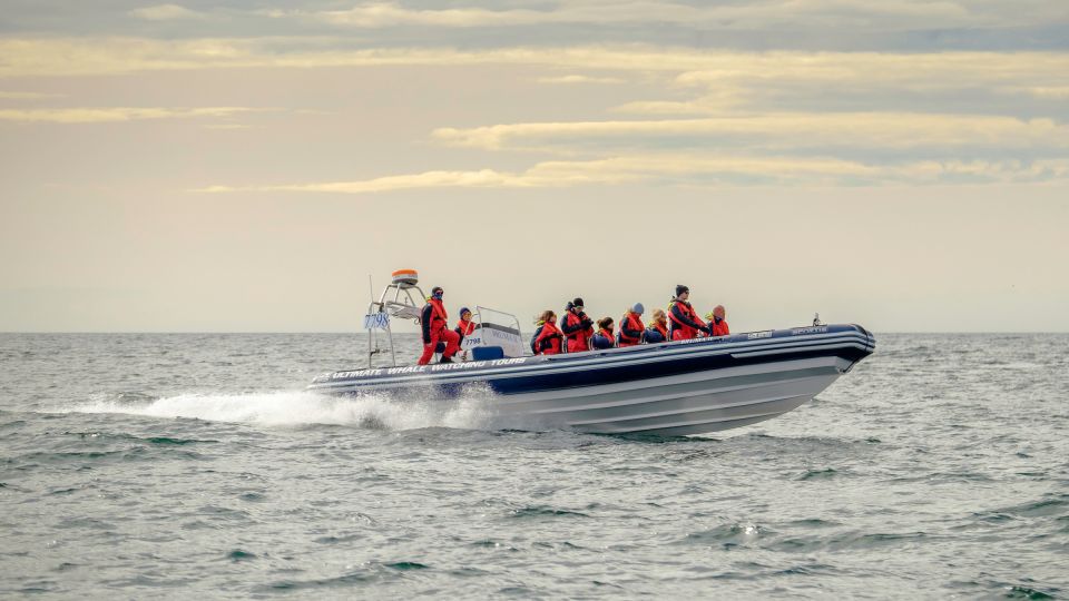 reykjavik premium whale and puffin watching evening tour Reykjavik: Premium Whale and Puffin Watching Evening Tour