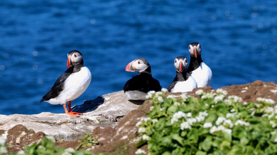 Reykjavik: Premium Whale Watching With Flexible Ticket - Key Points