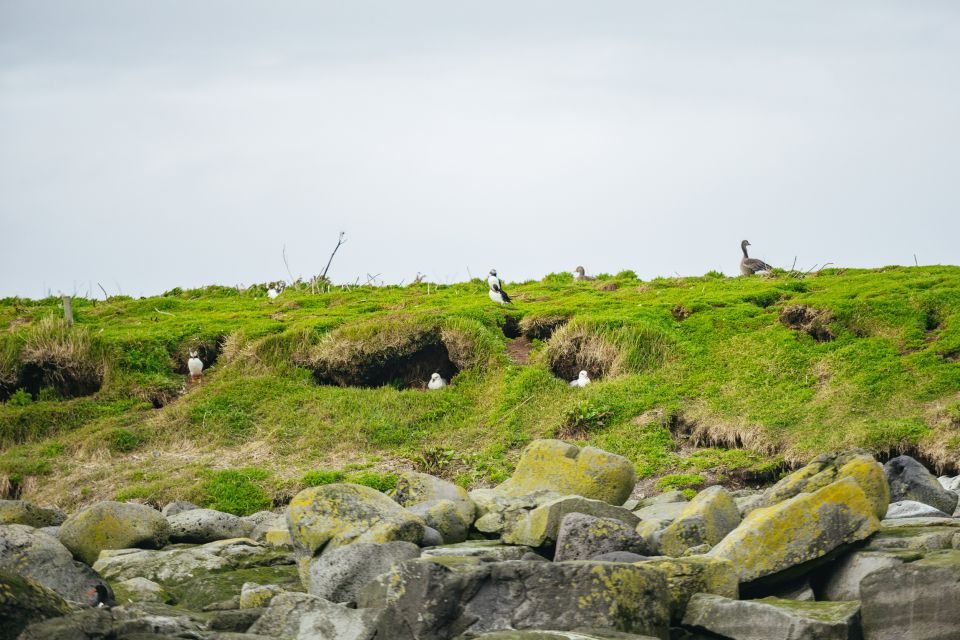 Reykjavik: Puffin Watching Boat Tour - Key Points