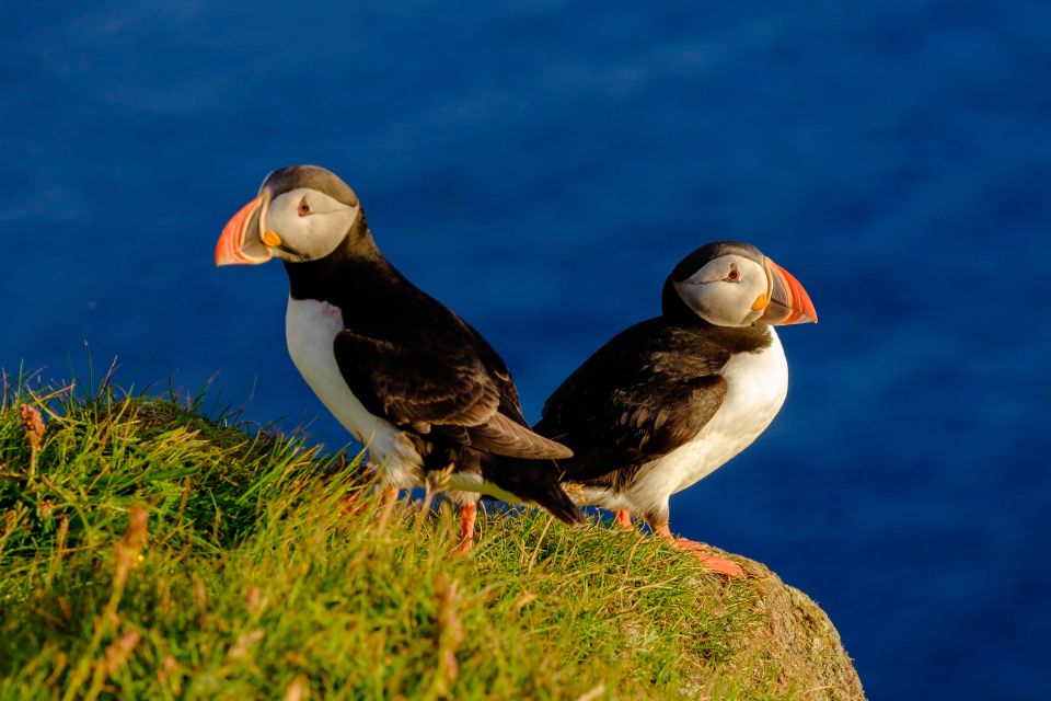 Reykjavik: Puffin Watching Tour - Key Points