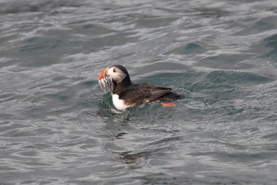 Reykjavík: RIB Speed-Boat Puffin Watching Tour - Key Points