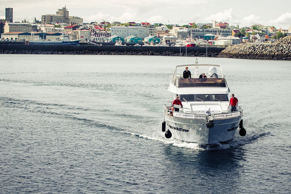 Reykjavik: Whale Watching and Dolphin Watching Yacht Cruise - Key Points