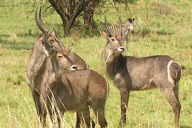 Rhino and Lion Park Guided Closest Safari Reserve to Johannesburg and Pretoria - Key Points