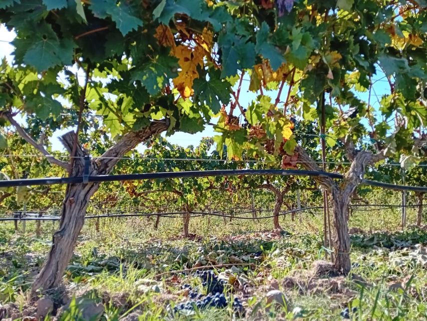 Ribera Del Duero: Wine Tour From Madrid - English or Spanish - Key Points