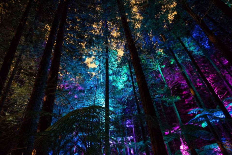 Rotorua: Redwoods Altitude & Day/Night Treewalk Combo - Key Points