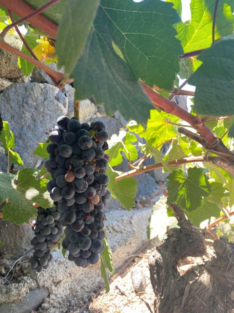 Santorini Private Wine Tour for Wine Enthusiasts - Key Points