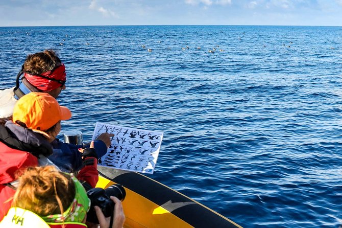 São Miguel Bird-Watching Boat Tour From Vila Franco Do Campo  - Sao Miguel - Tour Details and Features