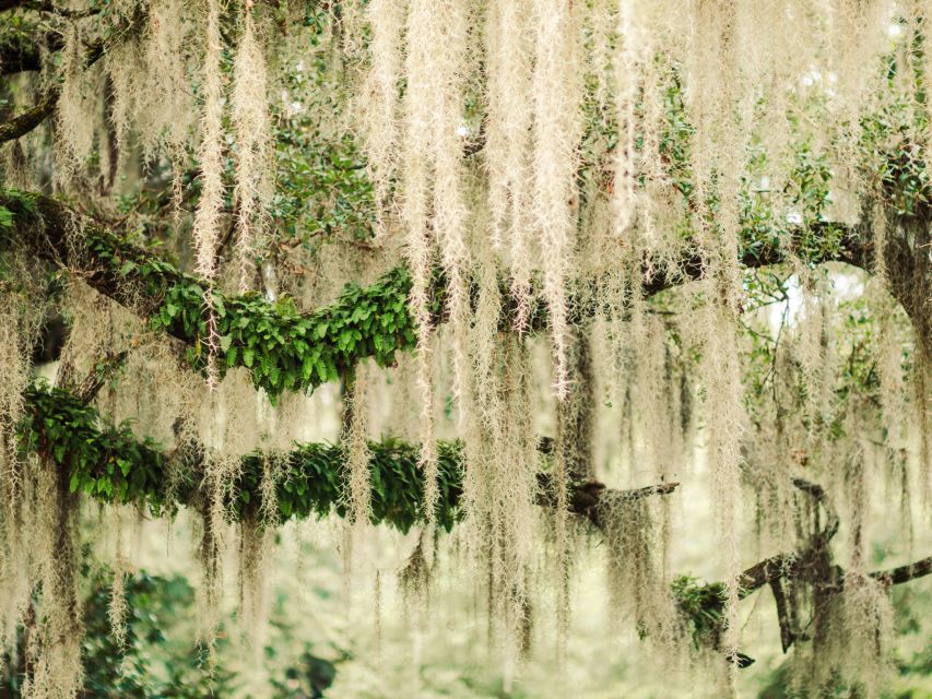 savannah bonaventure cemetery tour Savannah: Bonaventure Cemetery Tour