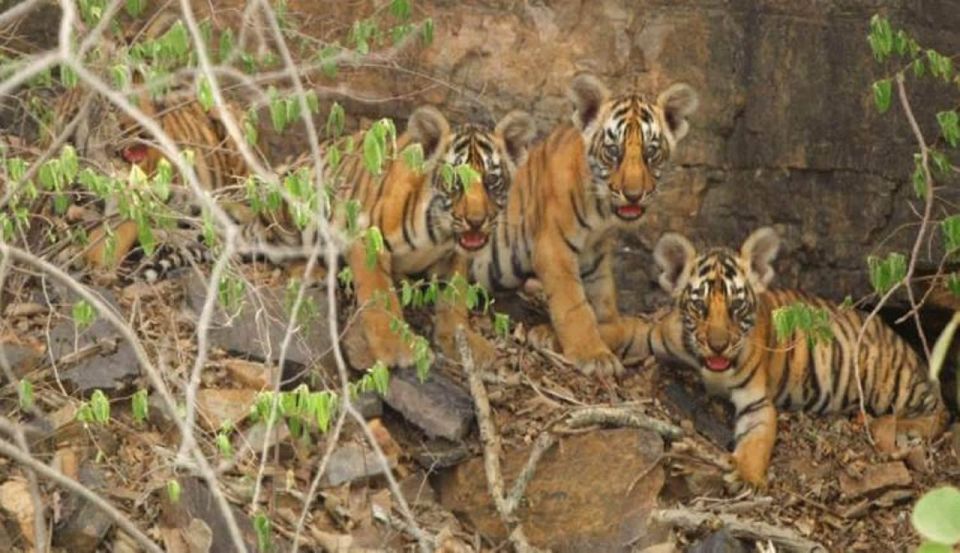 Sawai Madhopur : Ranthambore Guided Safari Trip - Key Points