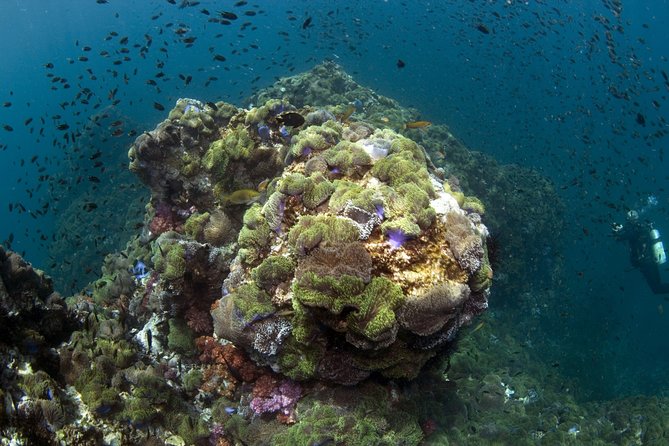 Scuba Diving at Phuket's Anemone Reef - Key Points
