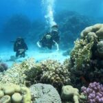 scuba diving experience in hurghada with lunch Scuba Diving Experience in Hurghada With Lunch