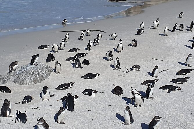 Seal Island,Cape of Good Hope&Penguins Shared Tour,From Cape Town - Tour Highlights