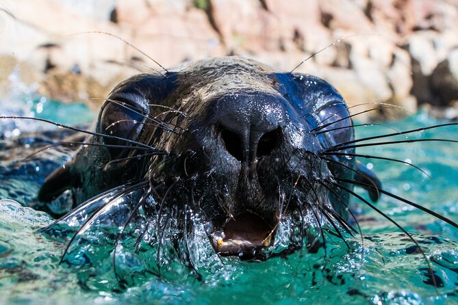 Seal Swimming Activity in Plettenberg Bay - Key Points