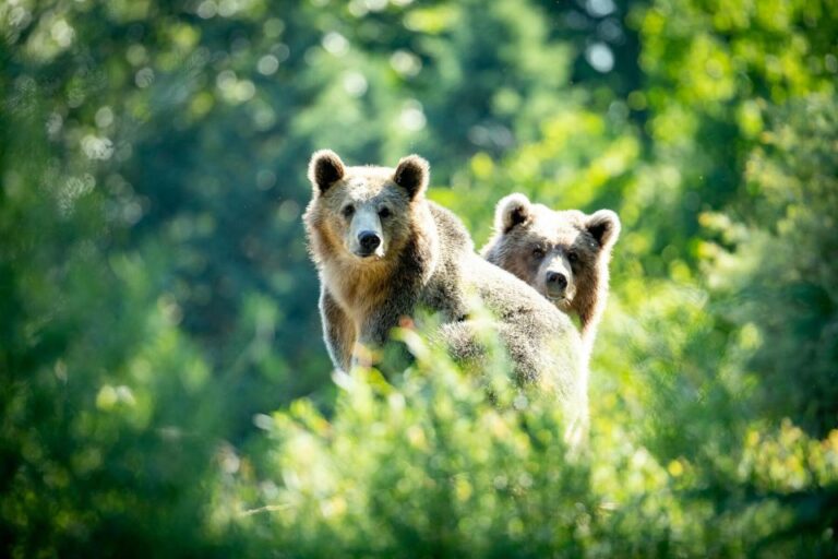 Seattle: Woodland Park Zoo Day Admission Ticket