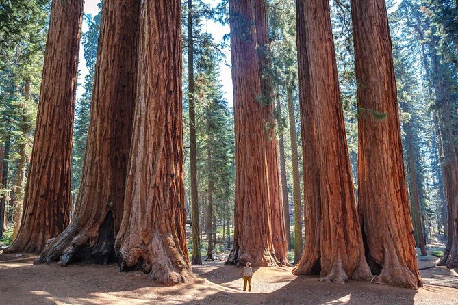 Sequoia National Park Adventure From Tulare - Key Points