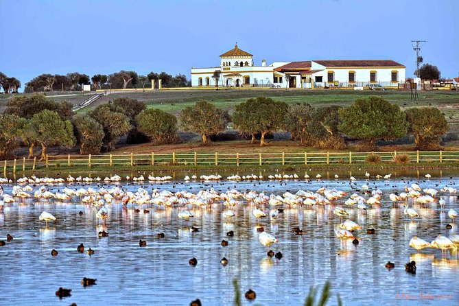 Sevilla Mountain Bike Tour Dehesa De Abajo Doñana - Key Points