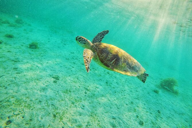 Shared Port Barton Island Hopping Tour With Turtle Watching - Key Points