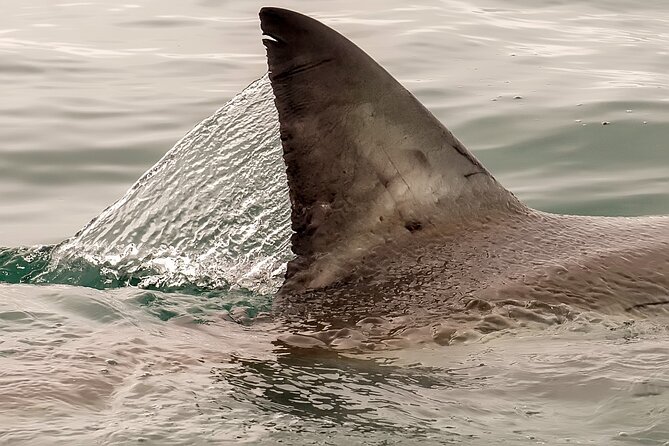 Shark Cage Dive in Gansbaai See Bronze & Other, Sometimes Great Whites - Dive Location and Duration