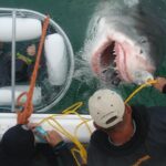 shark cage diving and viewing incl transfers from cape town SHARK CAGE DIVING and VIEWING (Incl. Transfers From Cape Town)