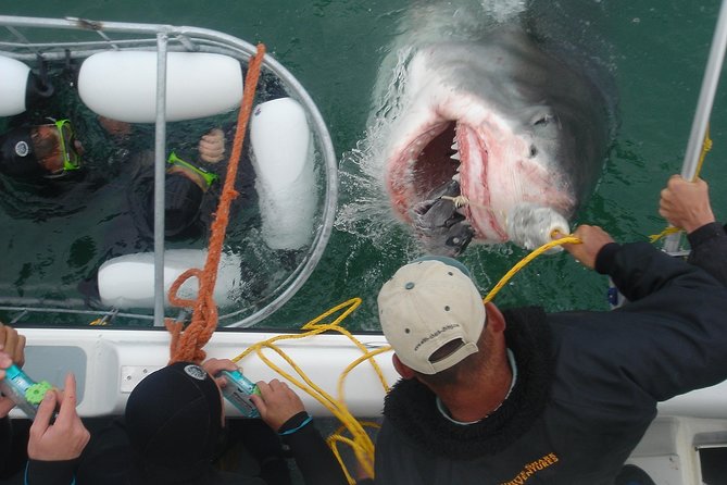 SHARK CAGE DIVING and VIEWING (Incl. Transfers From Cape Town) - Experience Details