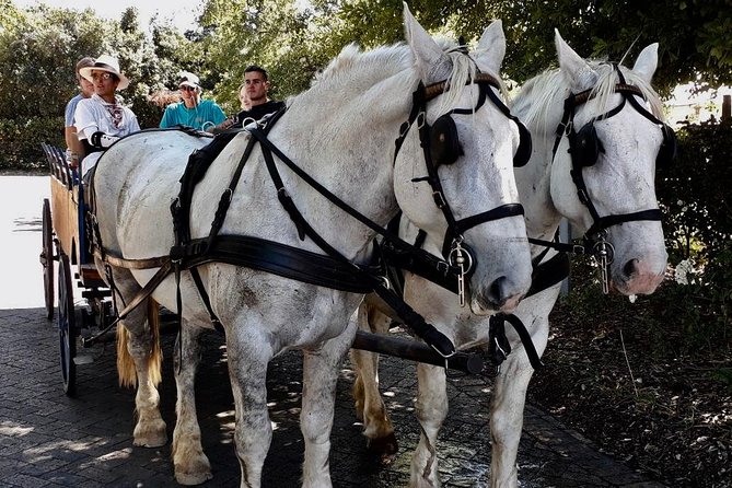 Simondium Small-Group Horse and Carriage Ride With Wine  – Franschhoek