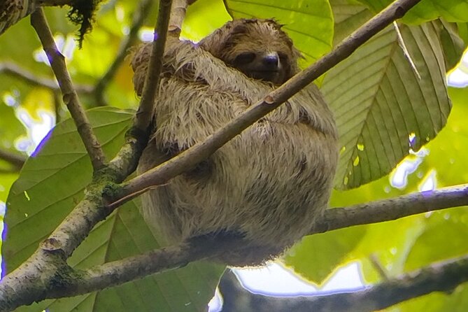 Sloth Watching La Fortuna. Private and Local Guide. - Key Points