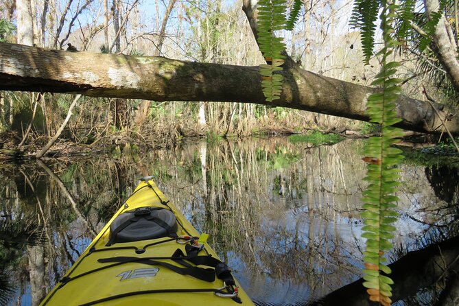 Small Group Blackwater Creek Scenic River Kayak Tour With Lunch - Key Points