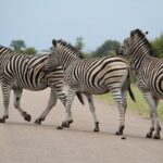 small group full day safari in kruger national park with lunch Small-Group Full-Day Safari in Kruger National Park With Lunch