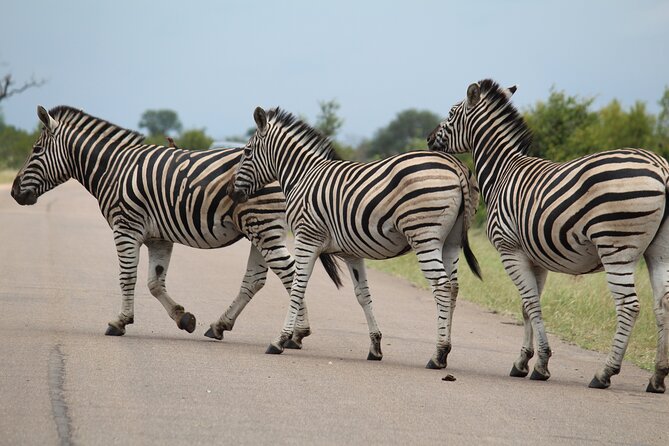 Small-Group Full-Day Safari in Kruger National Park With Lunch - Key Points