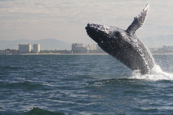Small-Group Half-Day Whale-Watching Tour in Puerto Vallarta - Key Points