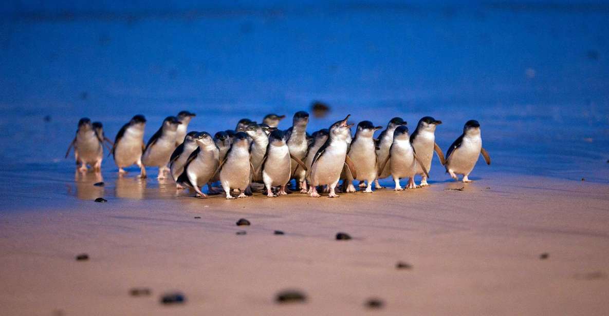 Small Group Philip Island Express Penguin & Wallaby Spoting - Key Points
