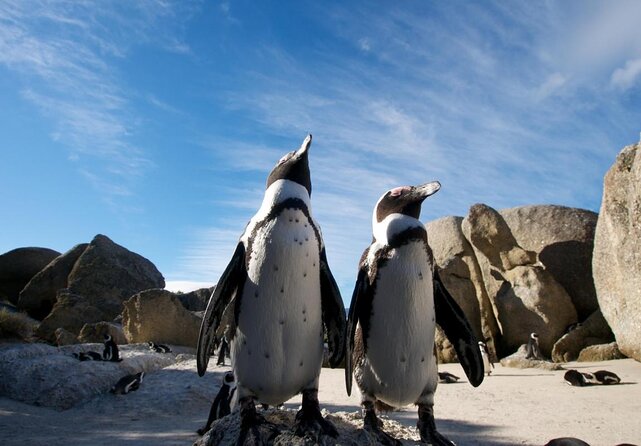 Small Group Tour to Cape of Good Hope and Boulders Beach Penguin - Key Points