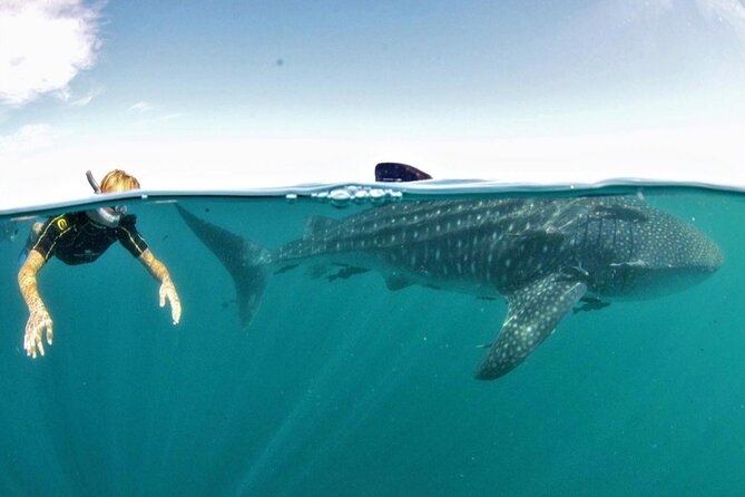 Small Group Whale Shark Snorkeling in La Paz BCS MX - Key Points