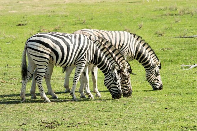 south africa cape town the best big five safari tour South Africa-Cape Town ( the Best Big Five Safari Tour )