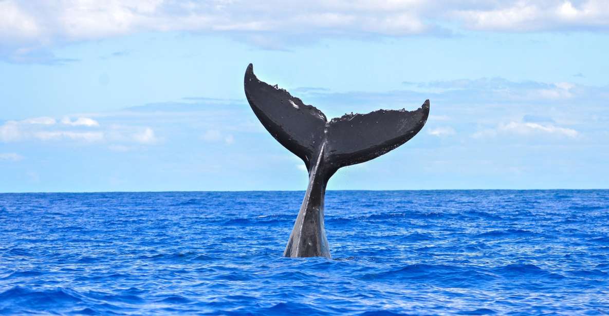 South Maui: Whale Watching Cruise Aboard Calypso - Key Points