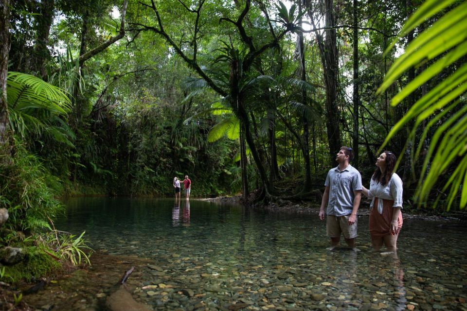 Southern Daintree Explorer Tour - Half Day - Key Points