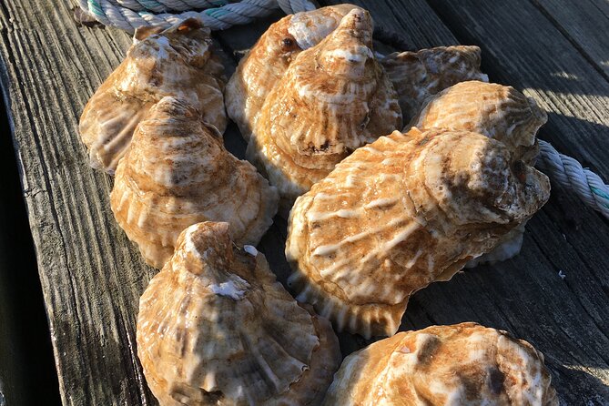 Southold Bay Oyster Farm Tour