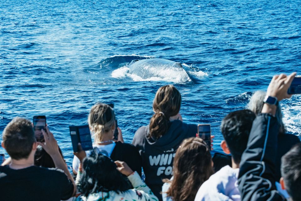 Spirit of Gold Coast 2.5-Hour Whale Watching Tour - Key Points