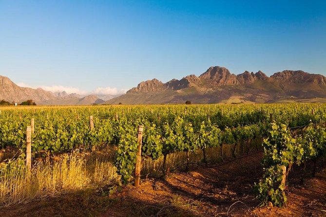 Stellenbosch Wine Tour Half Day From Cape Town - Key Points