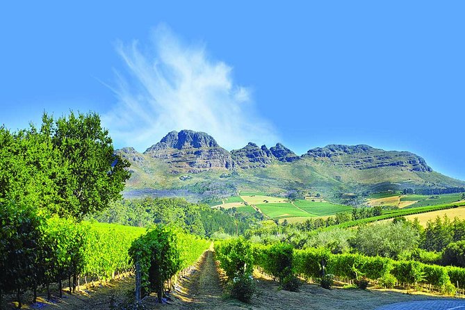 Stellenbosch Winelands Half-Day Tour From Cape Town - Key Points