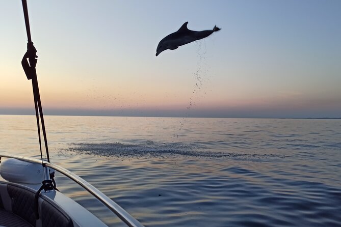 Sunrise Dolphin Watching With Drinks in Rovinj - Key Points