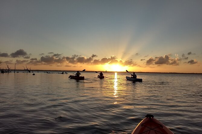 Sunset Kayaking Tour at Manatee Cove With Manatee & Dolphin Sightings - Key Points