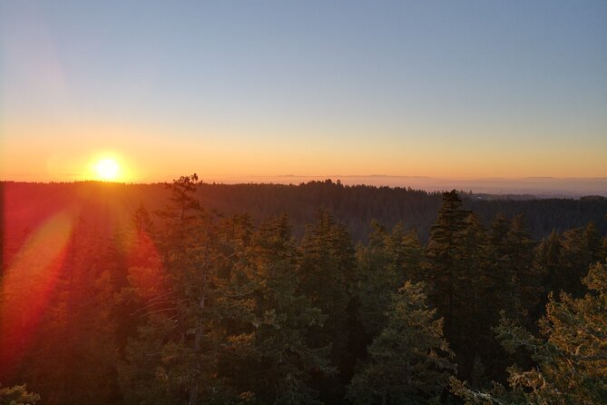 Sunset Tree Climb at Silver Falls State Park - Key Points