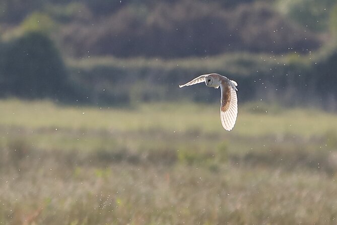 Sussex Birdwatching Private Guided Day Tour - Key Points