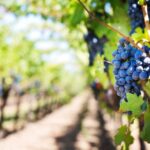 sussex small group wine tours Sussex: Small-Group Wine Tours