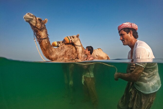 Swimming With Race Camels Experience - Key Points
