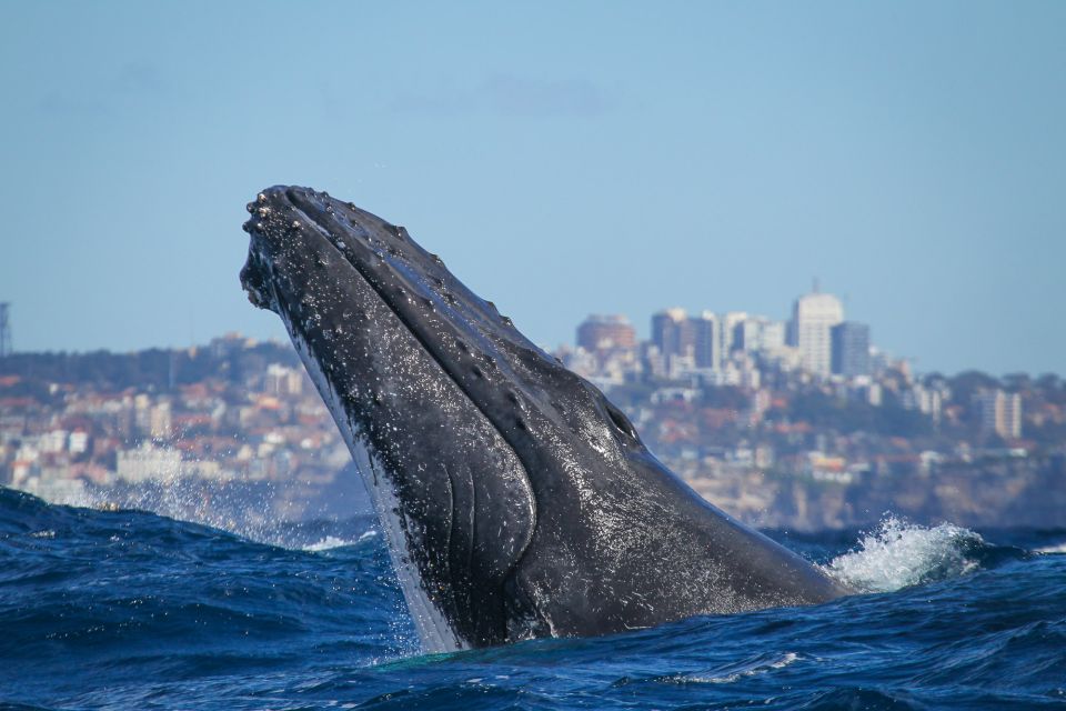 sydney 2 hour express whale watching cruise Sydney: 2-hour Express Whale Watching Cruise